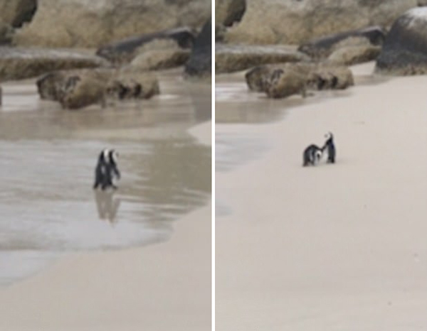 执子之“鳍”！南非企鹅爱侣漫步沙滩羡煞网友