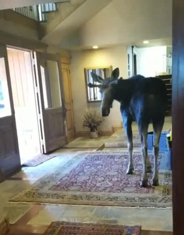 美国一家庭忘锁前门引驼鹿“绅士”拜访