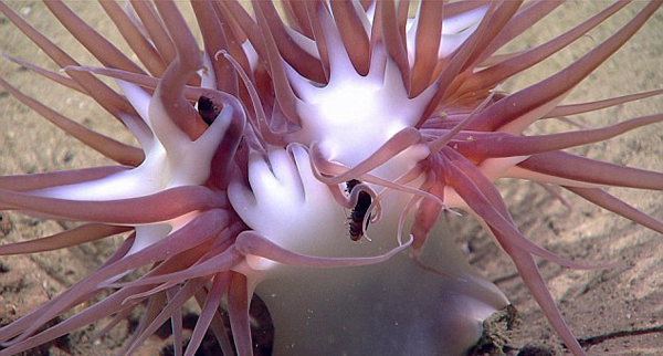 美科考队探秘千米深海 邂逅众多神秘生物