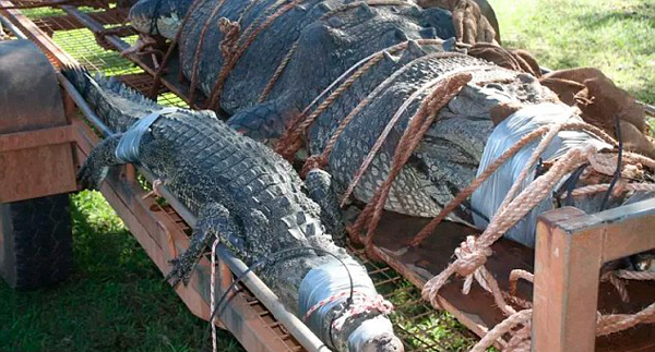 护河员追踪10年捕获巨鳄 体长4.7米堪比轿车