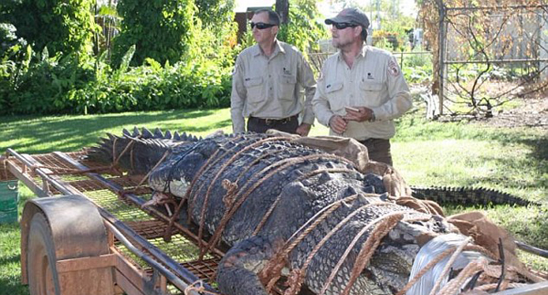 护河员追踪10年捕获巨鳄 体长4.7米堪比轿车