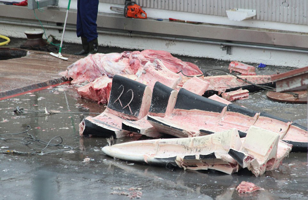 冰岛捕鲸人捕杀稀有蓝鲸 肢解后将销往日本