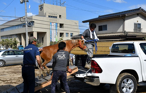 日本洪水中失踪小马驹被找到 屋顶上幸运存活