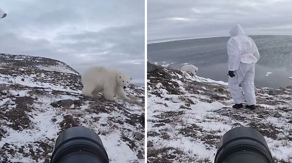 萌！好奇北极熊三番五次接近镜头被摄影师赶跑