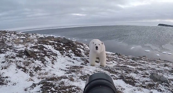 萌！好奇北极熊三番五次接近镜头被摄影师赶跑