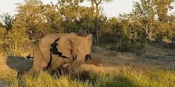 南非雄象攻击濒危犀牛 路人大喊助犀牛脱身