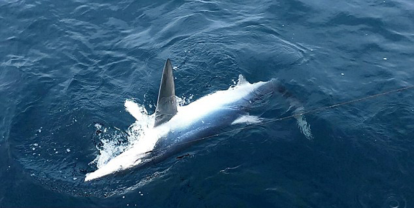 英渔民出海收获惊人一天钓20条鲨鱼
