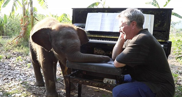 英国钢琴家为大象奏乐 失明大象随乐起舞