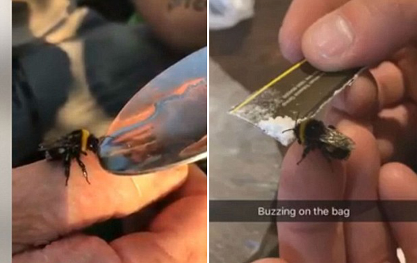纹身男子拍摄喂食蜜蜂毒品取乐视频引公愤