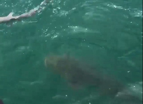 美国佛州巨型石斑鱼一口死死咬住1米长鲨鱼