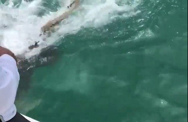 美国佛州巨型石斑鱼一口死死咬住1米长鲨鱼