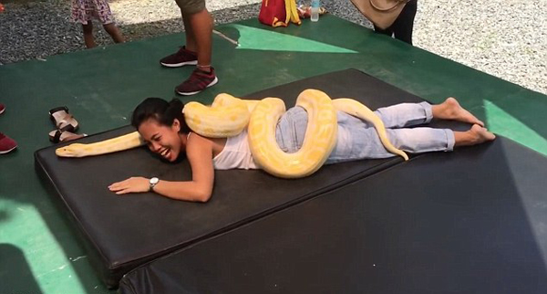 惊呆！菲律宾动物园推出蟒蛇按摩给游客放松