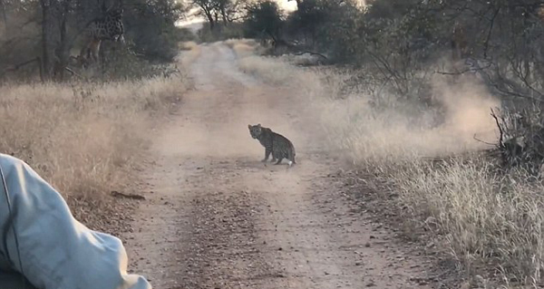 惊险！南非两黑斑羚搏斗突遇豹子攻击侥幸脱逃