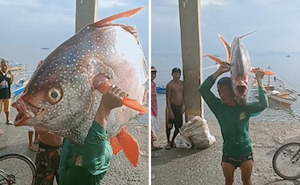菲律宾渔民捕获巨型月亮鱼扛回家与亲友分享