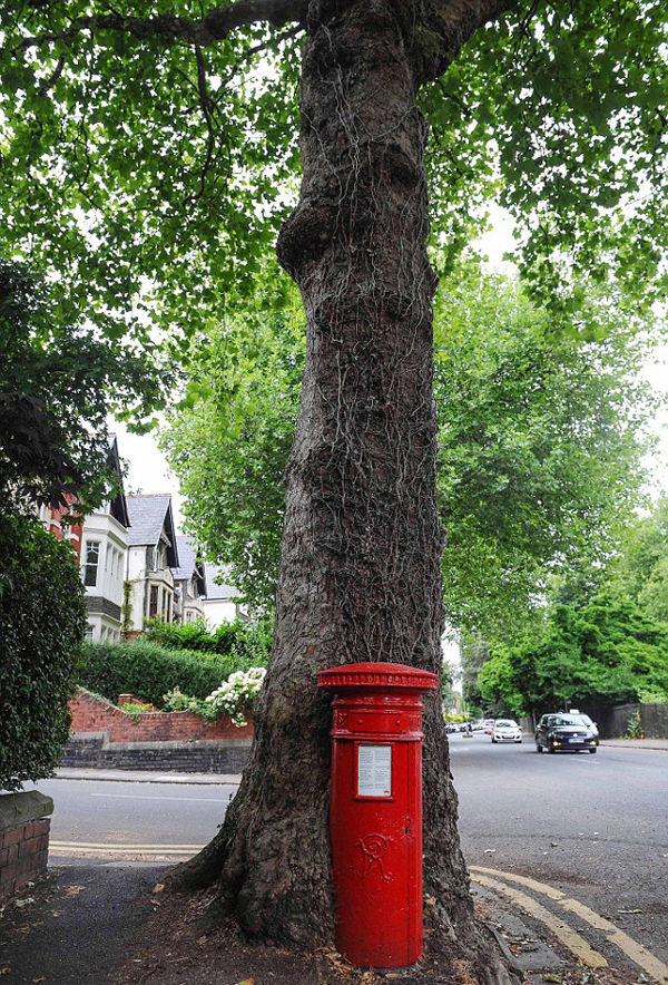 英国一只百年邮筒因被树干裹住被迫退休