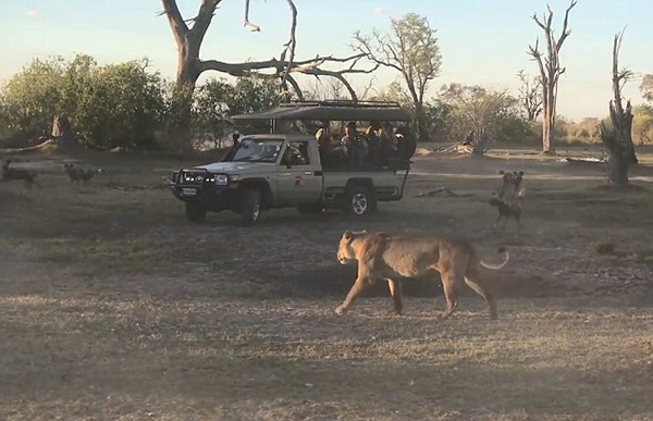非洲禁猎区内一母狮为护幼崽勇斗野狗群
