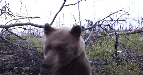 熊口脱险！加拿大两猎人打猎时遭母熊攻击