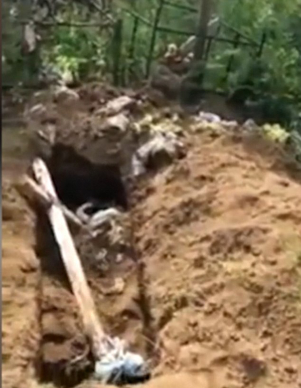 惊呆！俄罗斯棕熊刨开数座坟墓吃人残存尸骨
