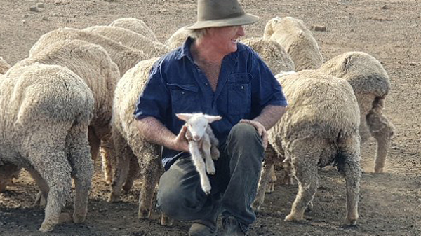 澳农户因干旱欲杀上千只羊 赈灾干草雪中送炭