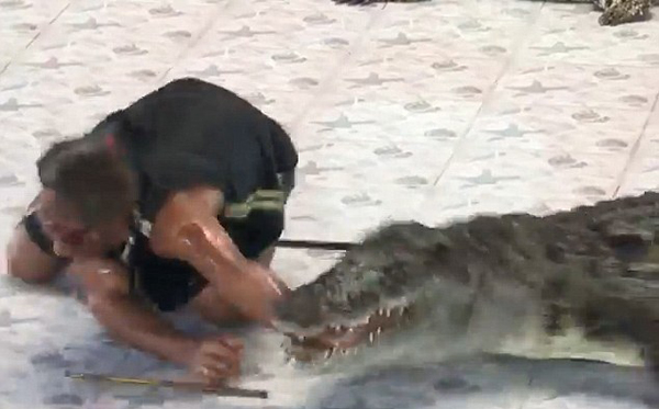 泰驯兽师表演时被鳄鱼咬住手臂强行抽走保命