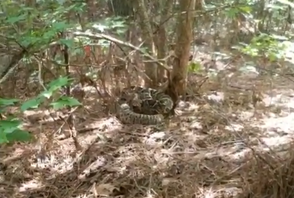 美男子偶遇巨型响尾蛇拍视频呼吁大众保护蛇类