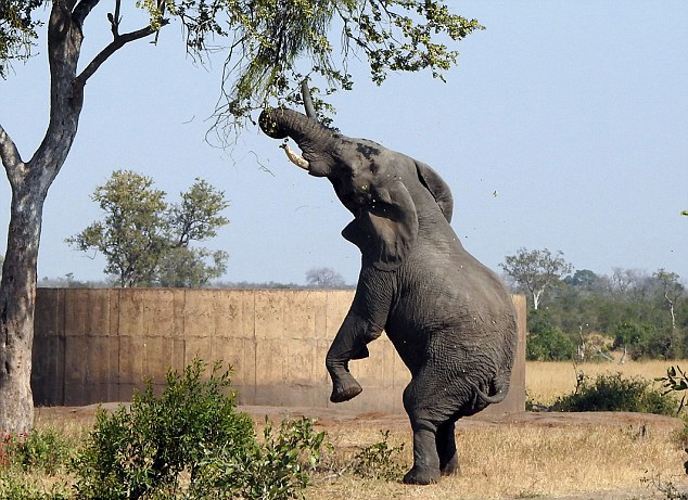 南非大象模仿长颈鹿仅用后腿站立进食