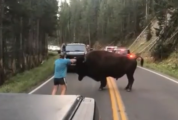 美国一男子国家公园内逗弄大野牛遭其攻击