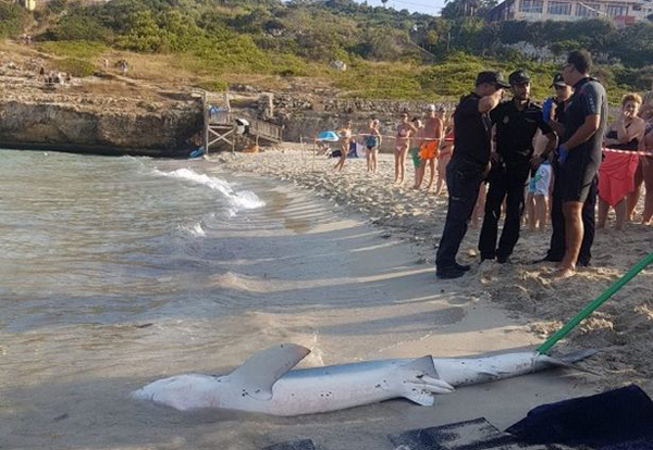 西班牙海滩惊现大青鲨 游客惊慌失措纷纷逃离