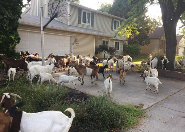 美百只山羊“离家出走”占领郊区居民困惑不已