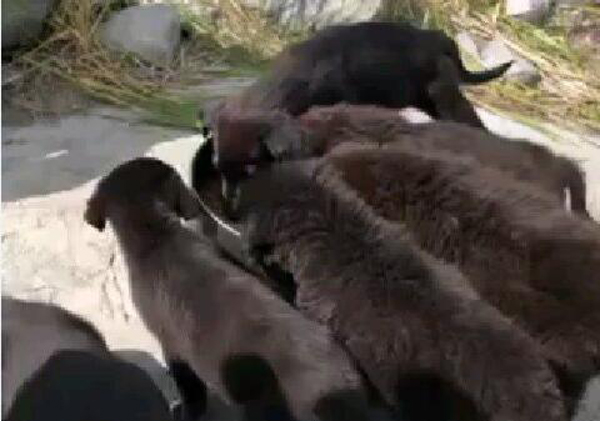 七只小狗被遗弃加拿大荒岛 爱心人士跨越千里解救