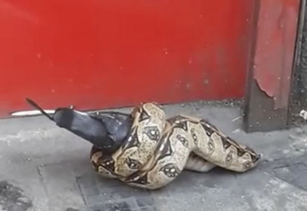 英国一巨蟒伦敦街头捕食鸽子震惊路人