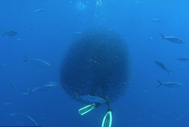 震撼！红海数万小鱼“围困”潜水员躲避鲸鲨袭击