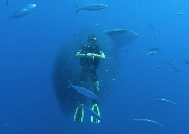 震撼！红海数万小鱼“围困”潜水员躲避鲸鲨袭击