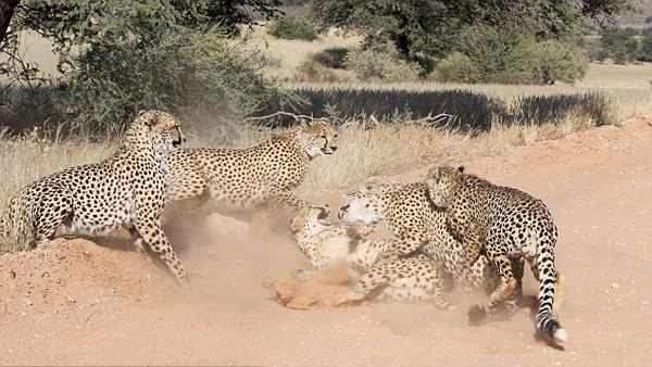 博茨瓦纳一母豹不堪叨扰击败四只发情挑衅公豹