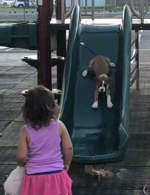 萌趣十足！美两岁女童教爱犬玩滑梯