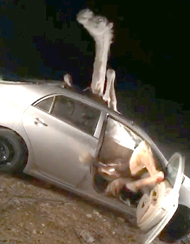 印度一骆驼车祸被困在车内 挣扎4小时终获救