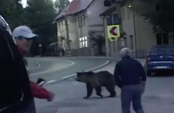 罗马尼亚小镇频发熊袭人事件 居民叫苦连连