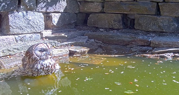 机智！猫头鹰大白天为解暑飞至水池边饮水泡澡