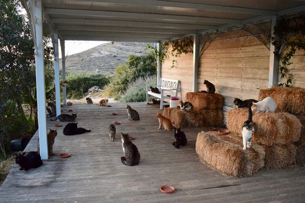 爱猫人士理想工作：孤岛上照顾55只喵星人