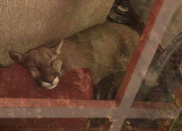 美国一美洲狮登堂入室进居民家杀死家猫