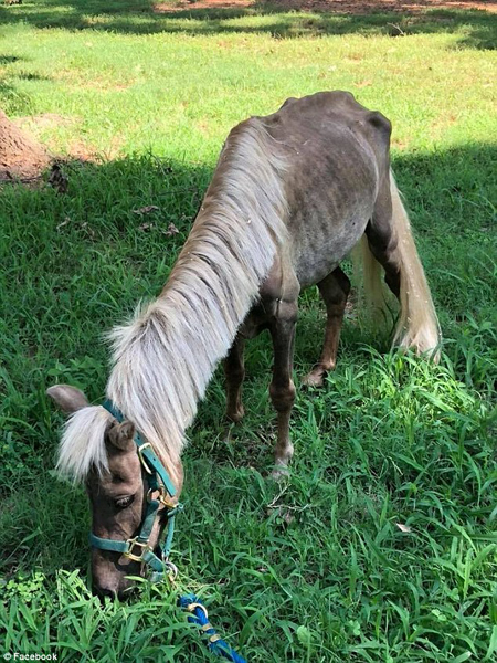 暖心！美金毛犬化身“心灵抚慰师”安抚袖珍马