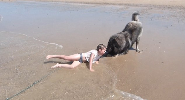 暖心！宠物犬拖小主人至海岸远离汹涌海浪