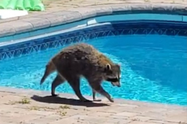 搞笑一刻！美浣熊溜进民宅后院泳池里欢乐畅游
