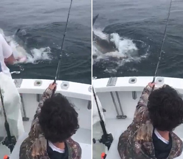 美海岸渔民钓到大鲈鱼 不料被大白鲨伺机抢走