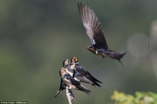 英摄影师抓拍母燕喂食四只雏燕温馨瞬间