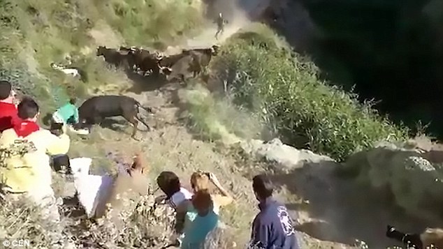 西班牙奔牛节 发狂公牛怒袭观众致多人受伤