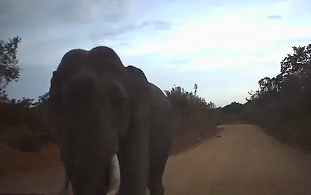 斯里兰卡一大象突袭过路汽车 鼻子打碎挡风玻璃
