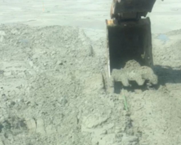 加拿大挖掘机司机作业时发现土壤似波浪起伏