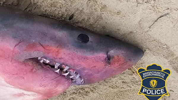 美海滩现大白鲨尸体 腹部通体血红