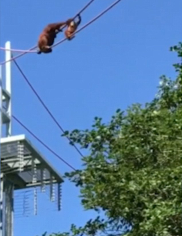 感人时刻！美国一母猩猩背幼崽通过15米高绳索